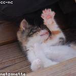 Curt Schamberger Profile Picture