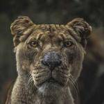 Tanner Howell Profile Picture