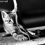 Sedrick Schuster Profile Picture