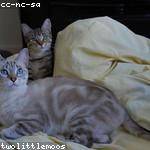 Randy Ortiz Profile Picture