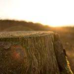 Angelica Wisozk Profile Picture