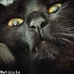 Jonatan Russel Profile Picture