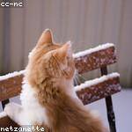 Anjali Koss Profile Picture