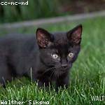 Alfonso Okuneva Profile Picture