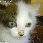 Maximillia Schuppe Profile Picture