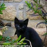 Emile Mante Profile Picture