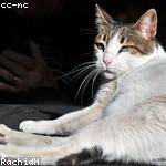 Cleve Schimmel Profile Picture