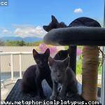 Rowena Windler Profile Picture