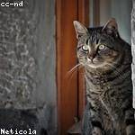 Hortense Cronin Profile Picture