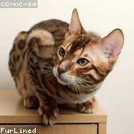 Susie Klocko Profile Picture