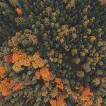 Earlene Ullrich Profile Picture