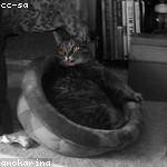 Deanna Boyer Profile Picture