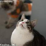 Candice Bartoletti Profile Picture