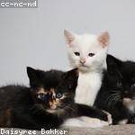 Sammy Greenholt Profile Picture