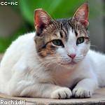 Noe Gorczany Profile Picture