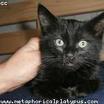 Zion Morar Profile Picture