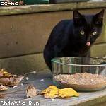 Shakira Volkman Profile Picture