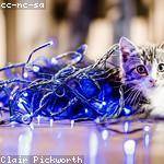 Torey Auer Profile Picture