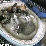 Gene Gutkowski Profile Picture