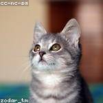 Joana Smitham Profile Picture