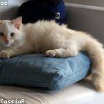 Lauren Spinka Profile Picture