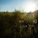 Ray Fisher Profile Picture