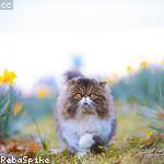 Rosalinda Maggio Profile Picture