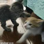 Ashleigh Yundt Profile Picture