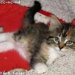 Colton Kovacek Profile Picture