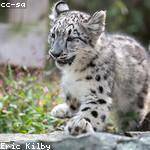 Pearlie Kuhic Profile Picture