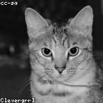 Consuelo Littel Profile Picture