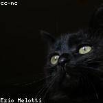 Fermin Luettgen Profile Picture