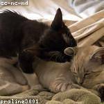 Jeff Kris Profile Picture