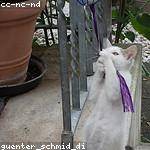 Shawna Reichert Profile Picture