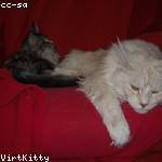 Carmen Kuhic Profile Picture