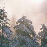 Jarrell Zieme Profile Picture