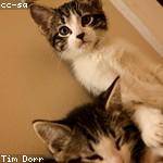 Tess Crist Profile Picture