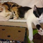 Giovanni Fay Profile Picture