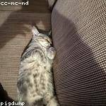 Nellie Beer Profile Picture