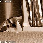 Susanna Bradtke Profile Picture