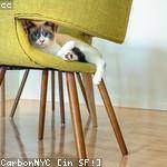 Lilla Larkin Profile Picture