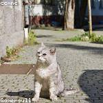 Gregorio Considine Profile Picture