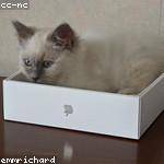 Lamont Thompson Profile Picture