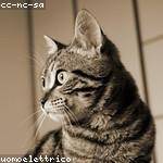 Eliseo Macejkovic Profile Picture