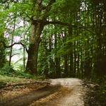 Cornelius Toy Profile Picture