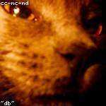 Dion Sporer Profile Picture