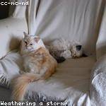 Keeley Tremblay Profile Picture