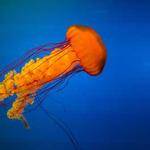 Irwin Windler Profile Picture