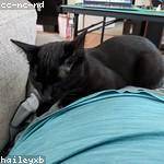 Wilfred Senger Profile Picture