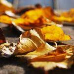 Elijah Zulauf Profile Picture